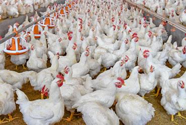 Healthy broiler chicken in Ibadan,Lagos and Oyo