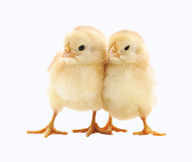Day old chick ready for production in Ibadan